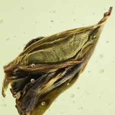 Aroma de Té con Jazmín