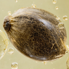 Aroma de Aceite de cáñamo