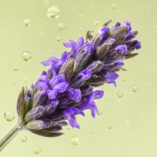 Aroma de Lavanda