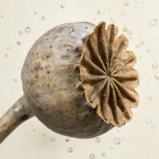 Aroma de Granos de Amapola