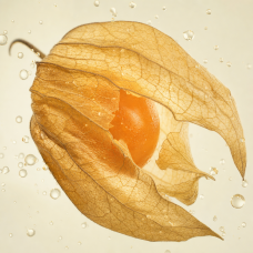 Aroma de Physalis