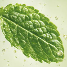 Aroma de Chicle de menta