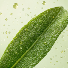 Aroma de Hierba de Pradera