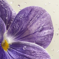 Aroma de mermelada de violeta