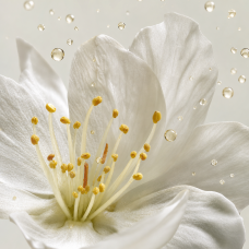 Aroma de cerezo silvestre