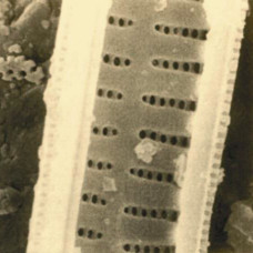 1297 Papel con diatomeas