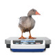 Balanza de plataforma Kern DE 6K1D 3000g/6000g