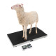 Balanza de plataforma Kern EOS 150K-2 150kg