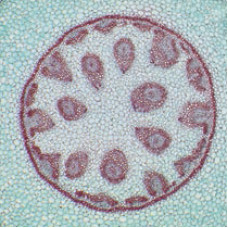 Reactivos para microscopía