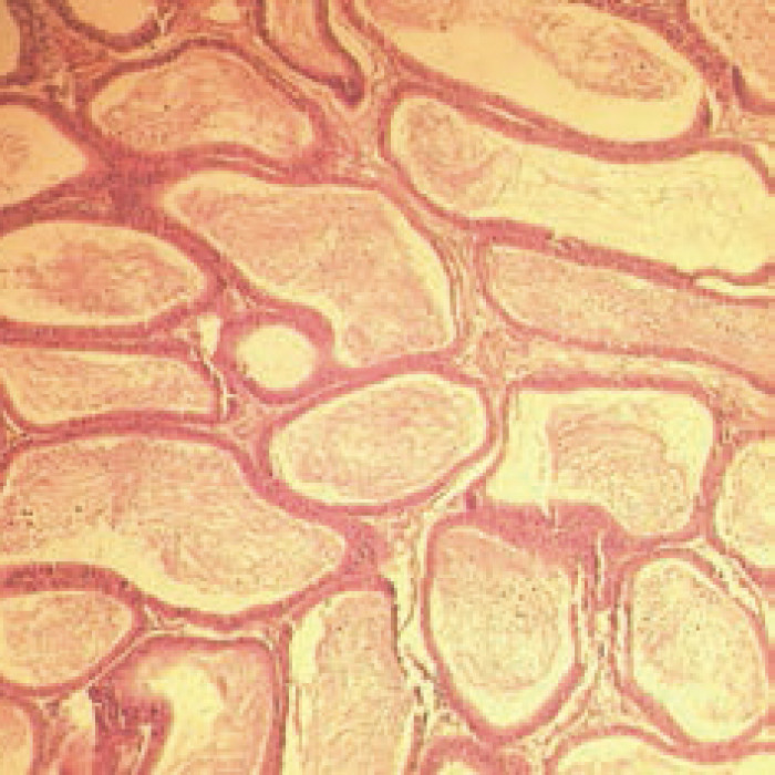 Reactivos para microscopía