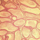 Reactivos para microscopía