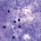 Reactivos para microscopía