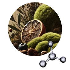 Musgolide Aroma Chemicals