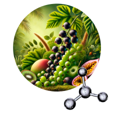 CASSIS BASE 345B