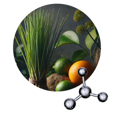 METHYL PAMPLEMOUSSE