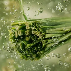 Aceite Esencial de Citronela - 100% Natural