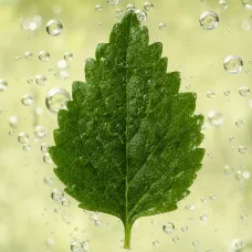 Aceite de Pachuli oleomacerado