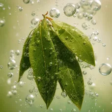 Aceite esencial de Canela Hojas - 100% Natural