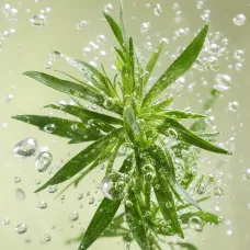 Aceite Esencial de Estragón - 100% Natural