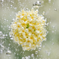 Absoluto de Osmanthus
