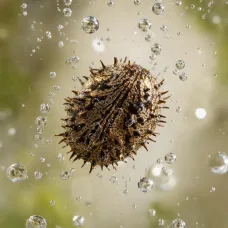 Aceite de Ricino