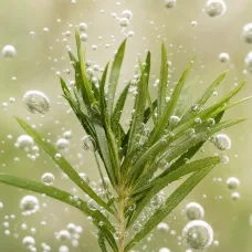 Aceite Esencial de Árbol del Té - 100% Natural