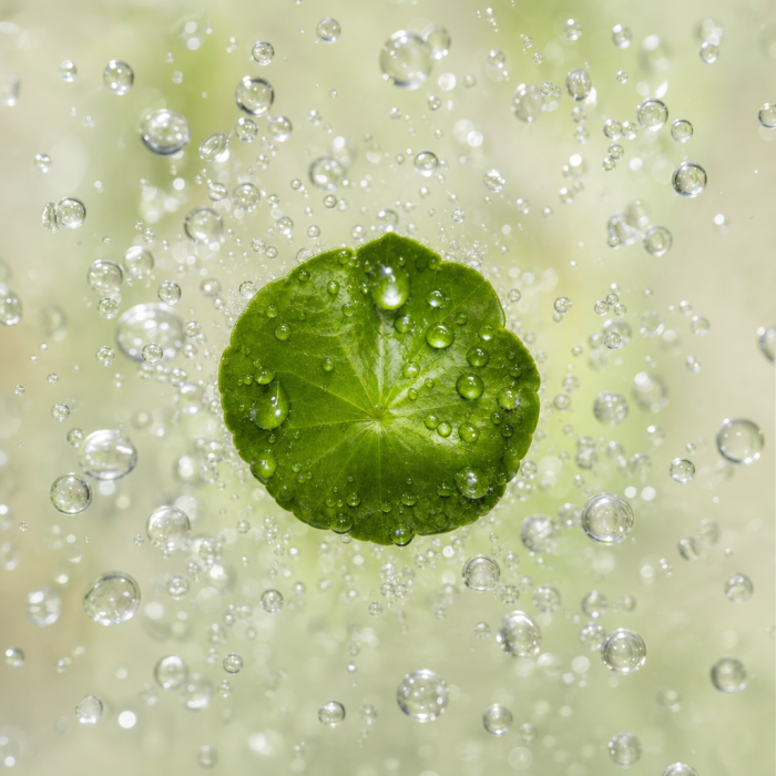 Aceite de Centella Asiática