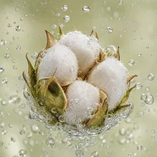Aceite de semillas de Algodón