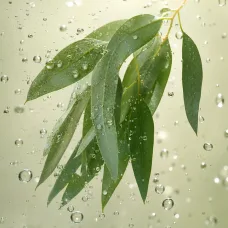 Aceite Esencial de Eucalipto Radiata - 100% Natural