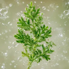 Aceite Esencial de Artemisa - 100% Natural