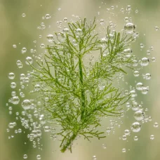 Aceite Esencial de Eneldo - 100% natural