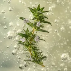 Aceite Esencial de Ajedrea - 100% Natural
