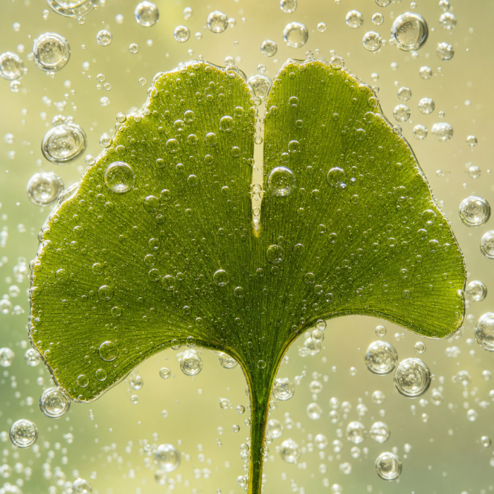 Aceite de Ginkgo Biloba y Capuchina - oleomacerado